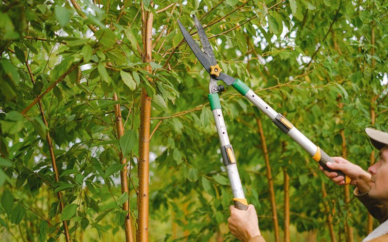Tree trimming in Lupton City, TN