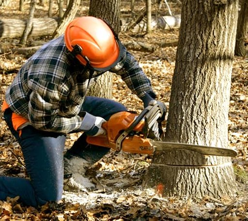 Tree Removal in Lupton City, TN